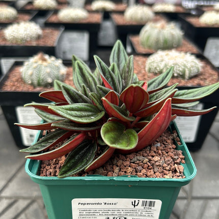 Peperomia ‘Rosso’
