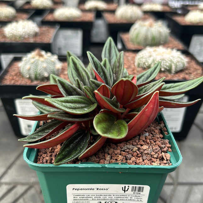 Peperomia ‘Rosso’