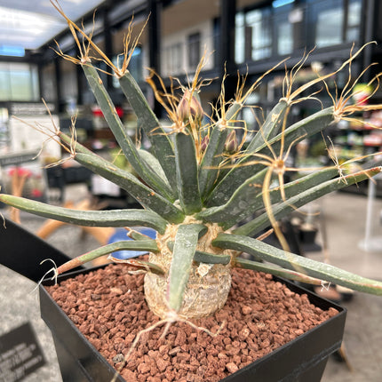 Leuchtenbergia principis