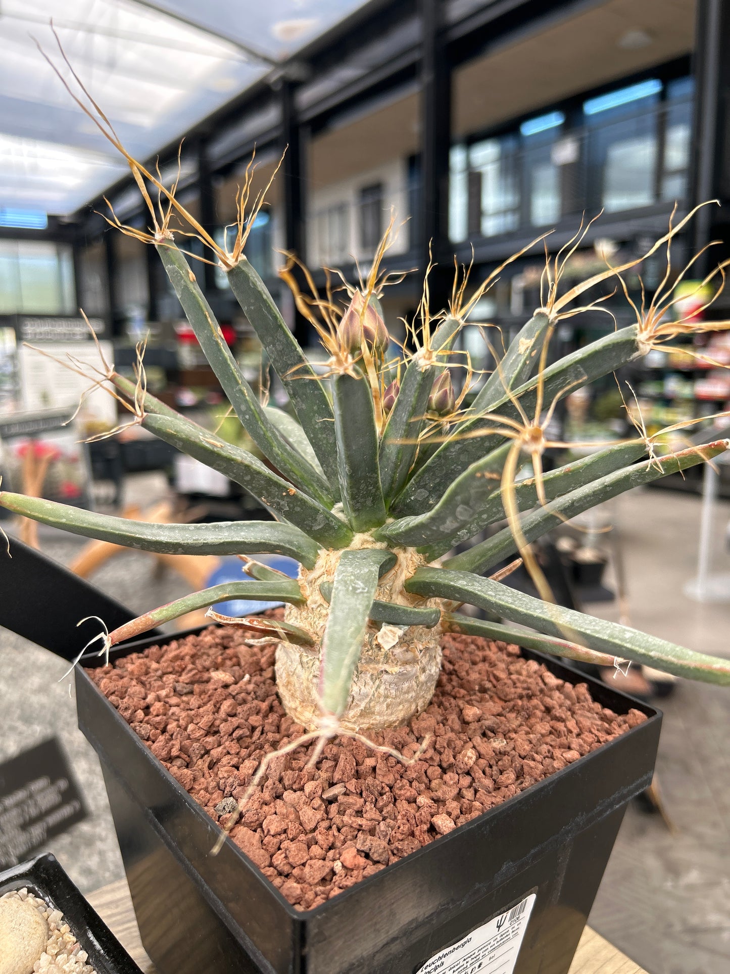 Leuchtenbergia principis