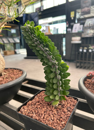 Alluaudia procera