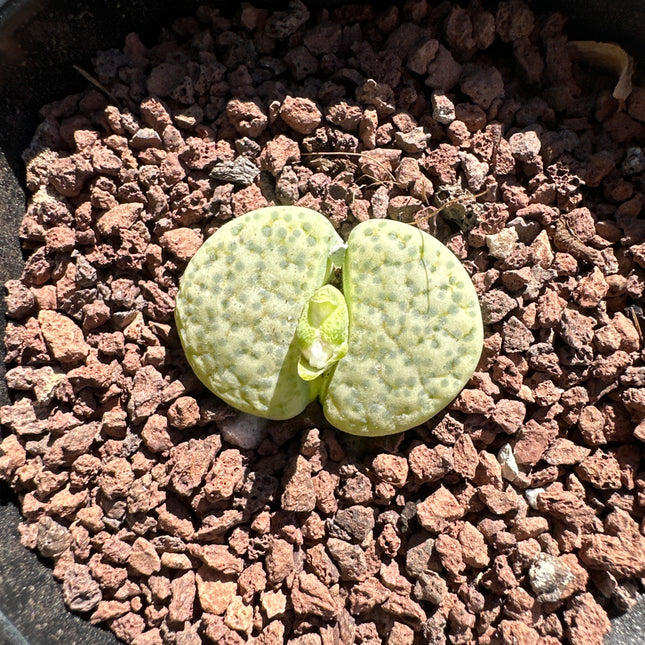 Lithops localis (ex. L. terricolor) ‘ Silver Spurs’ C132A