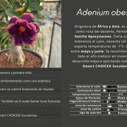 Adenium obesum