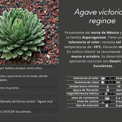 Agave victoriae-reginae