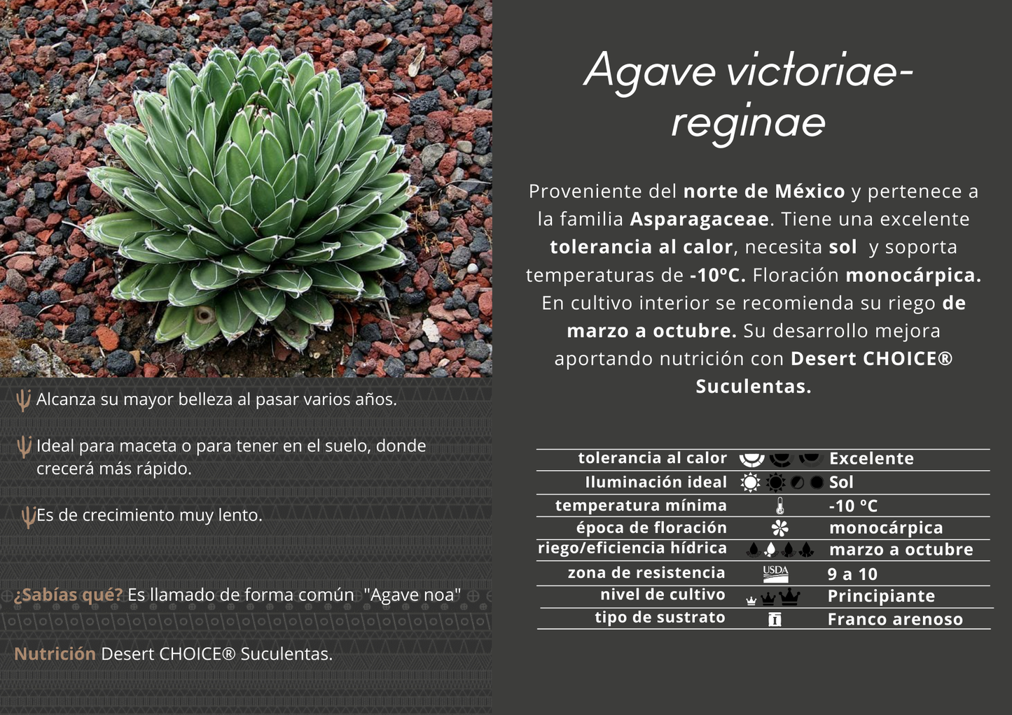 Agave victoriae-reginae