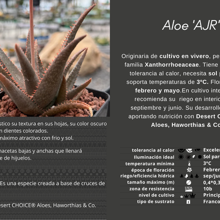 Aloe 'AJR'