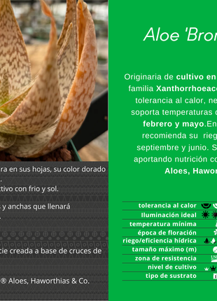 Aloe 'Bronze Lizard'