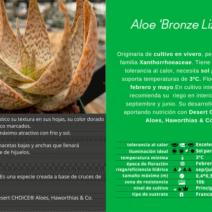 Aloe 'Bronze Lizard'
