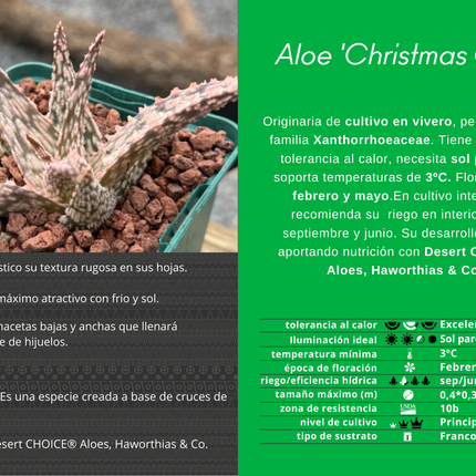 Aloe 'Christmas Carol'