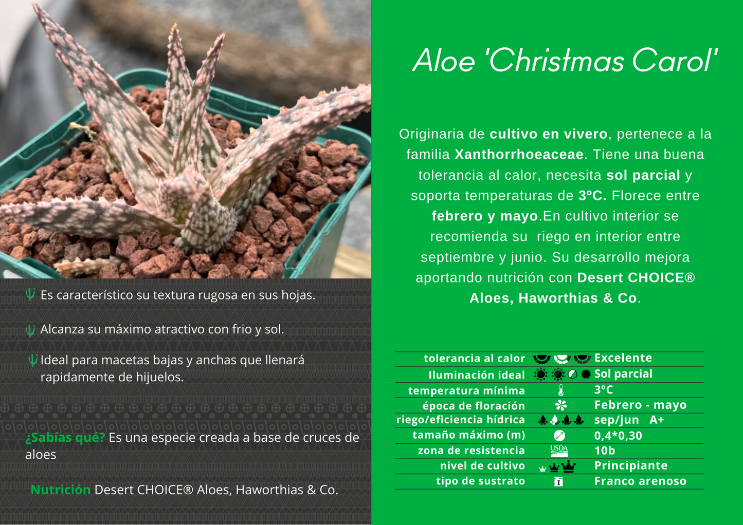 Aloe 'Christmas Carol'