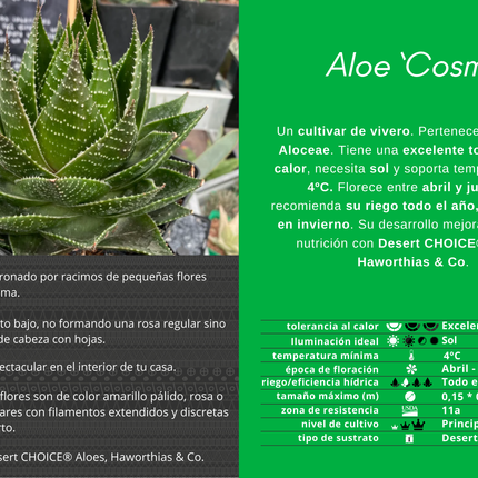 Aloe 'Cosmo'