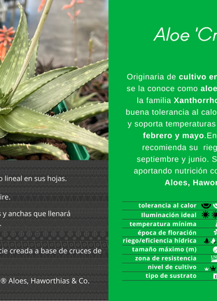Aloe 'Croco mix'