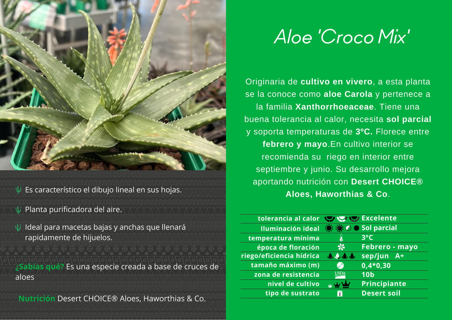 Aloe 'Croco mix'