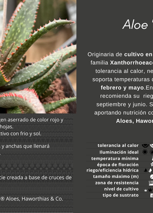 Aloe 'Fang'