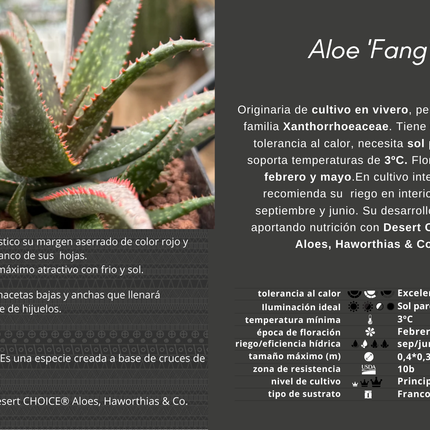 Aloe 'Fang'