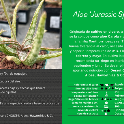 Aloe 'Jurassic Spider'