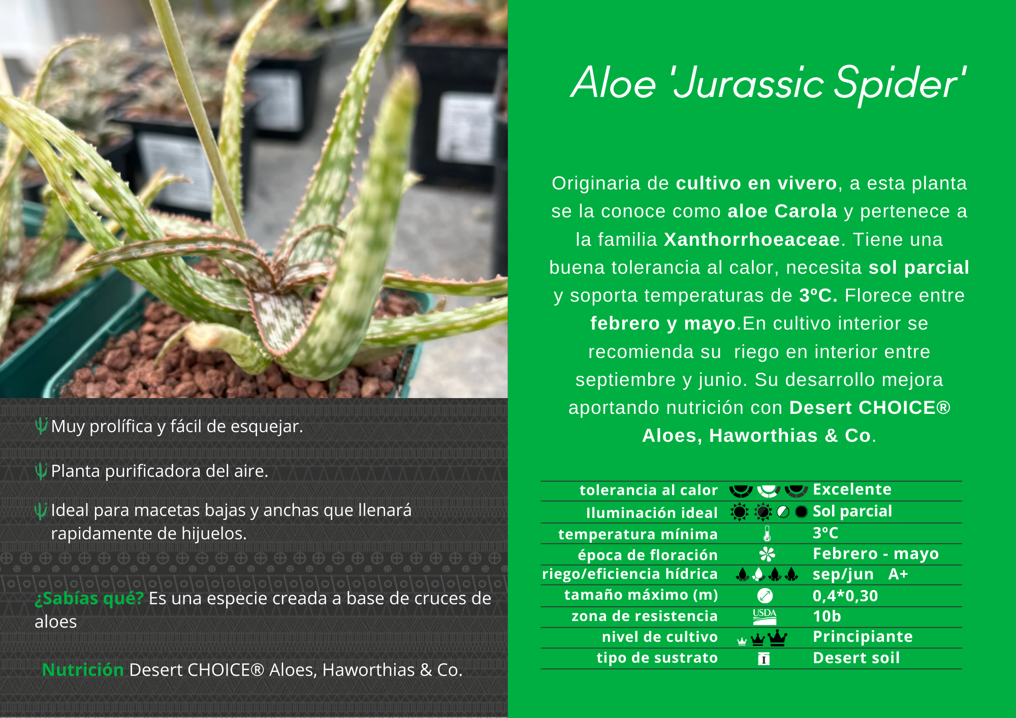 jurassic spider plant Aloe 'Jurassic Spider' – DesertSTORE.es