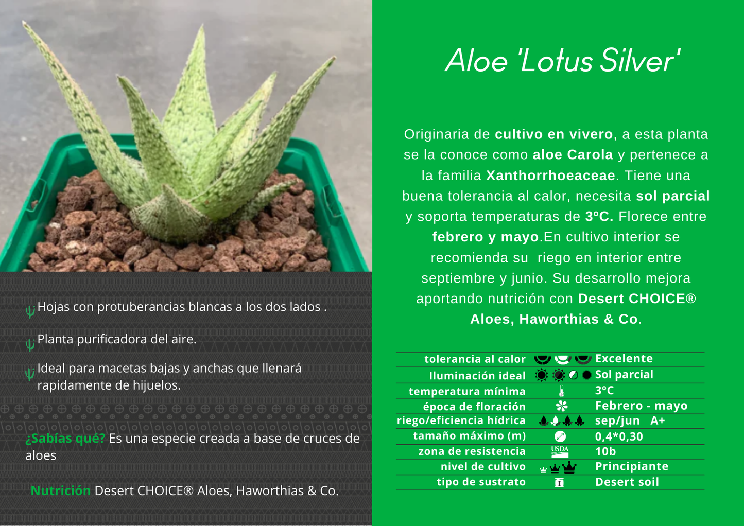 Aloe “Lotus silver”