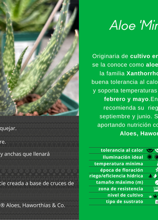 Aloe 'Mintstreifen'
