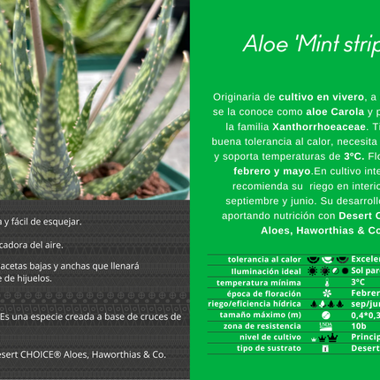 Aloe 'Mintstreifen'