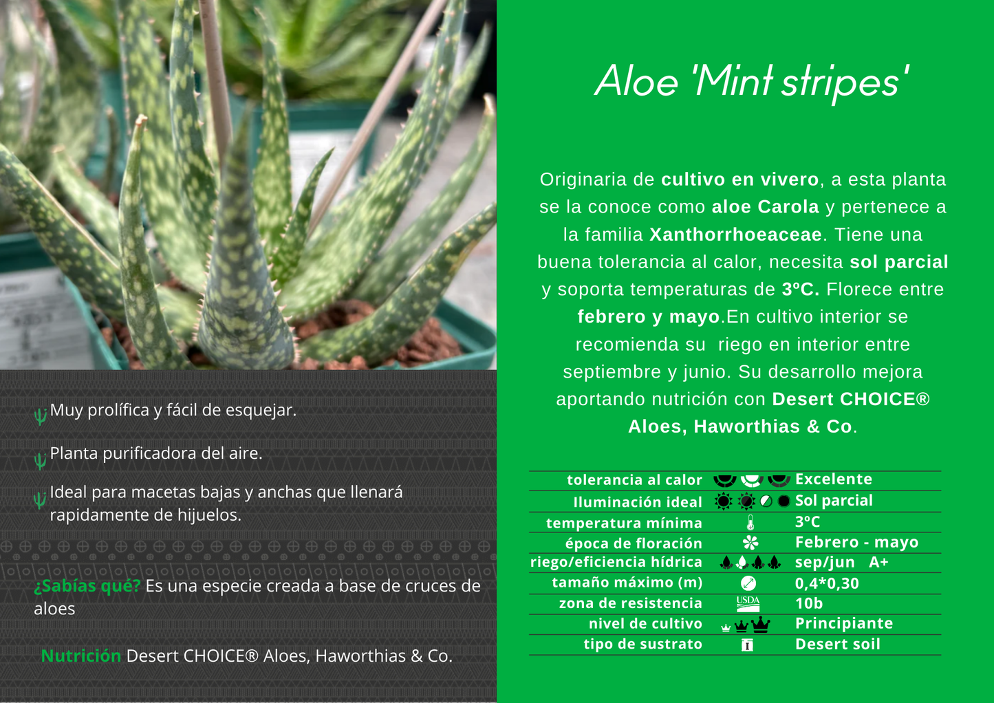 Aloe 'Mint stripes'