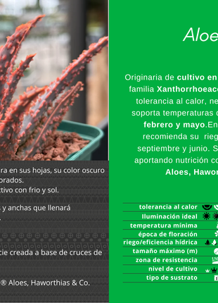Aloe 'Oik'