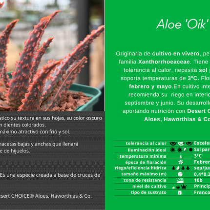 Aloe 'Oik'