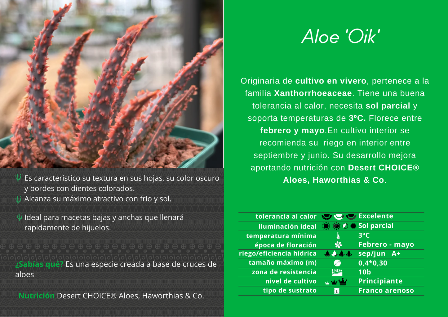 Aloe 'Oik'