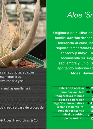 Aloe 'Snow Drift'