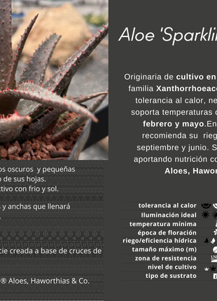 Aloe 'Sparkling Burgundy'