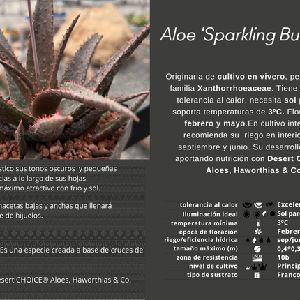 Aloe 'Sparkling Burgundy'