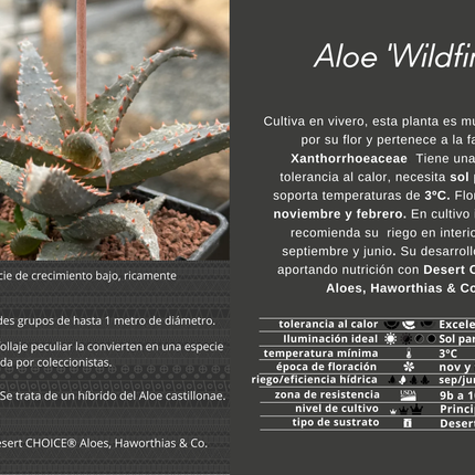 Aloe 'Wildfire' (x Aloe Castilloniae)