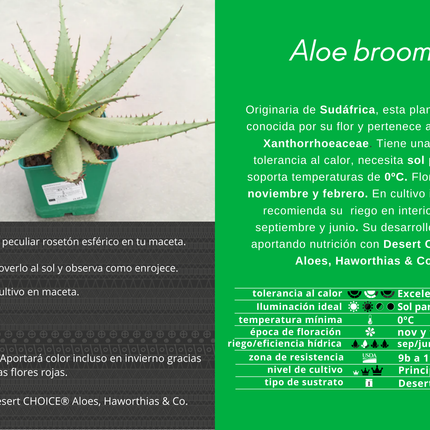 Aloe broomii „M“