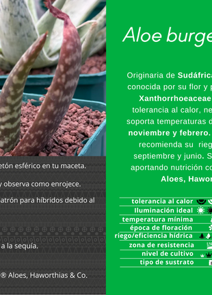 Aloe burgersfortensis