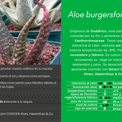Aloe Burgersfortensis