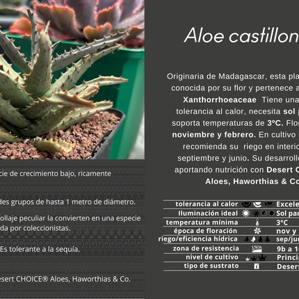Aloe Castilloniae
