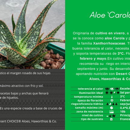 Aloe 'Carola'
