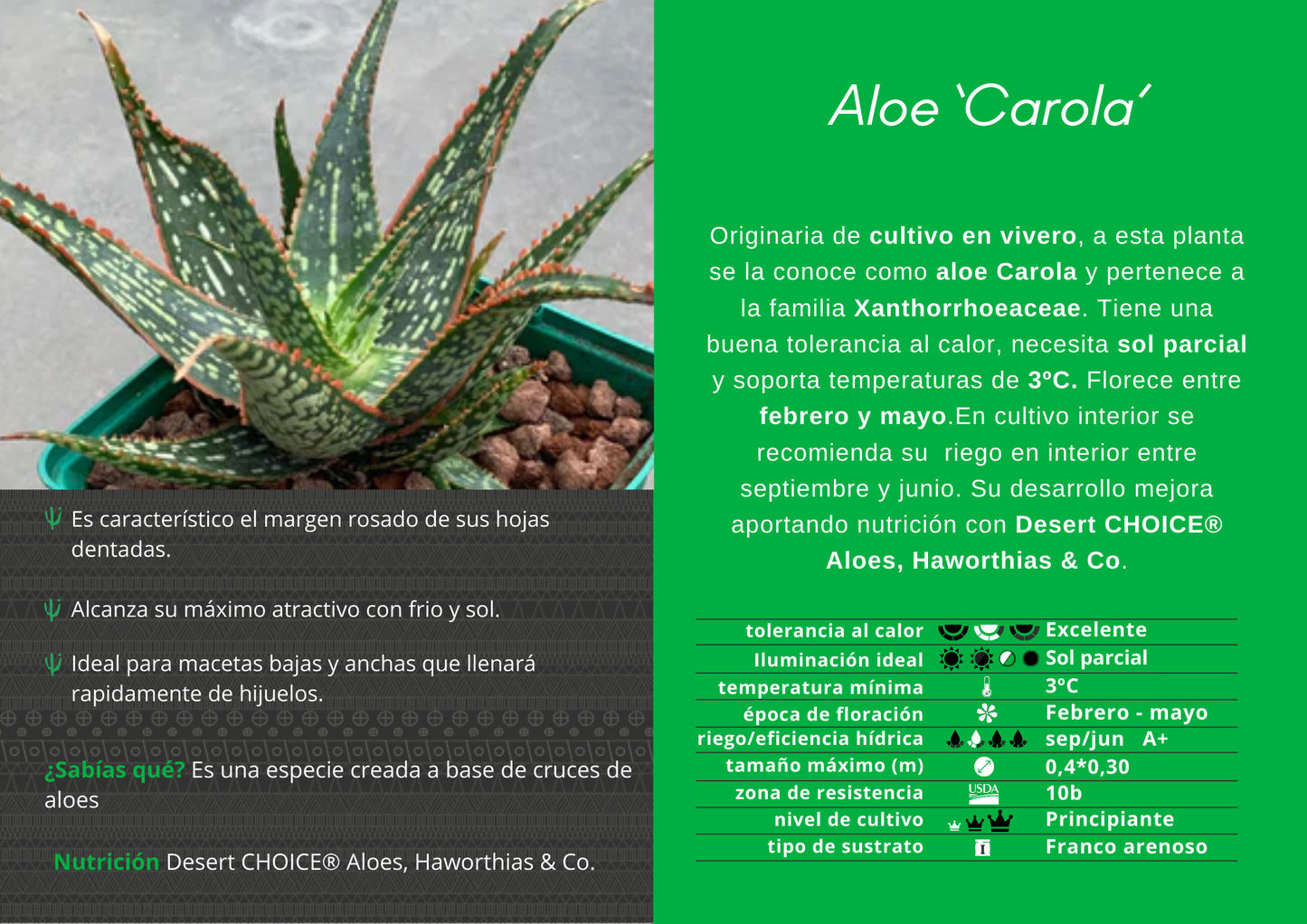 Aloe ‘Carola’