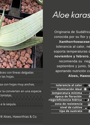 Aloe karasbergensis