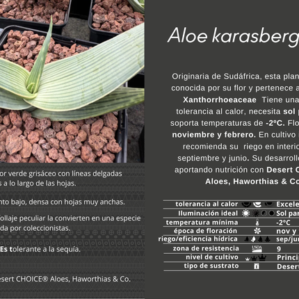 Aloe Karasbergensis
