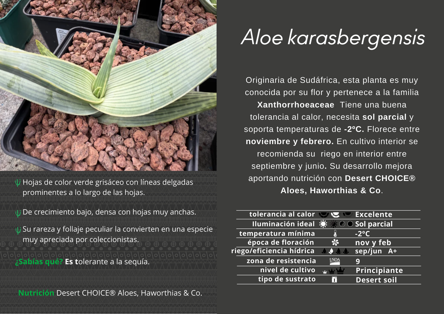 Aloe karasbergensis