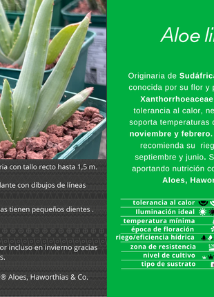 Aloe lineata