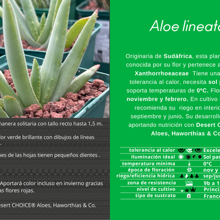 Aloe lineata