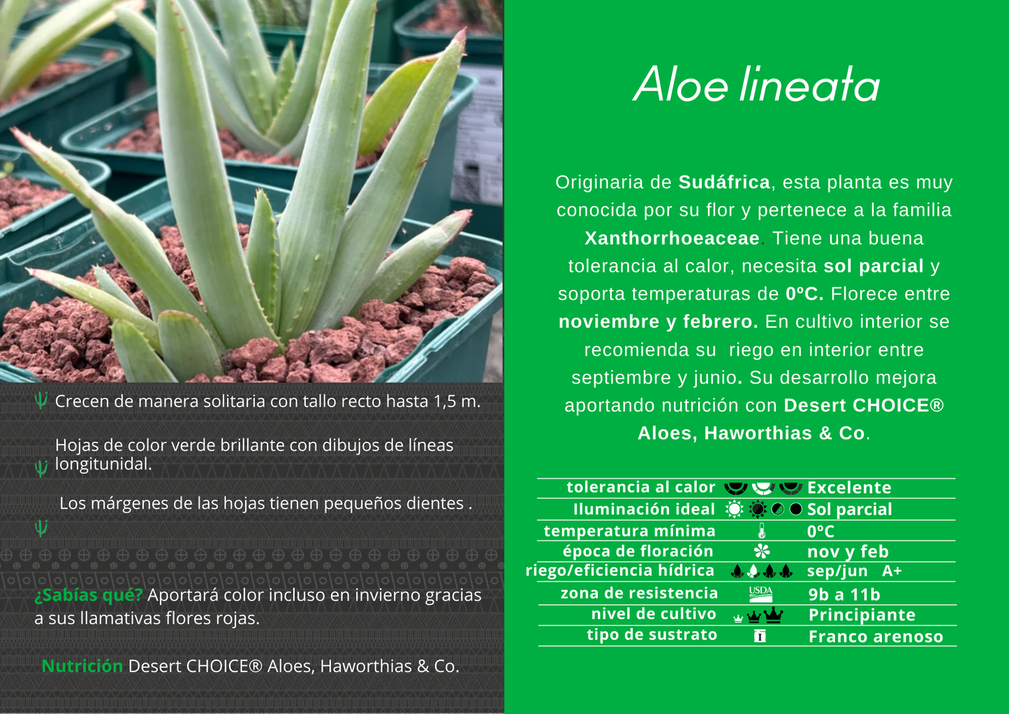 Aloe lineata