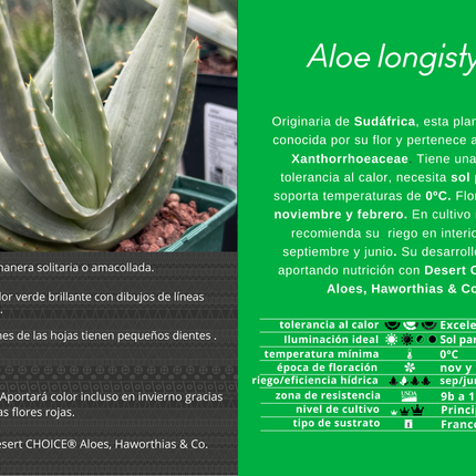 Aloe longistyla