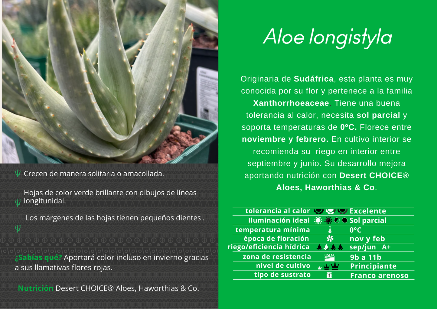 Aloe longistyla