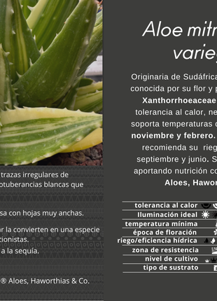 Aloe mitriformis f. variieren