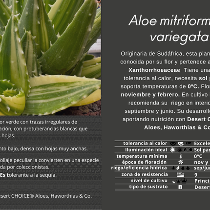 Aloe mitriformis f. variegata