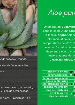 Aloe paradisicum