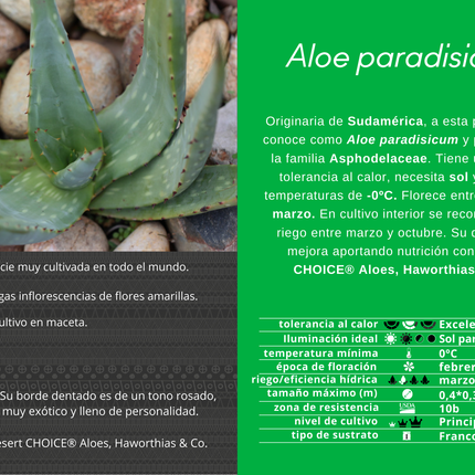 Aloe paradisicum